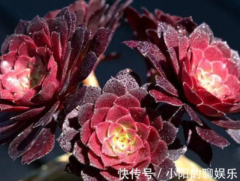 说实话多肉真好养,你只要注意3个事项,啥肉肉都能养活