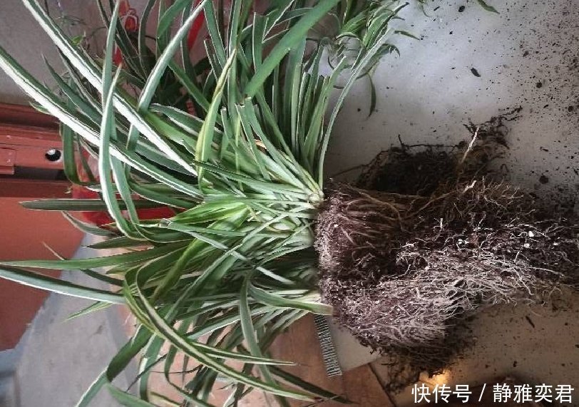 8种花,秋天翻盆顺便分株,一盆变多盆,明年光买盆就足够了