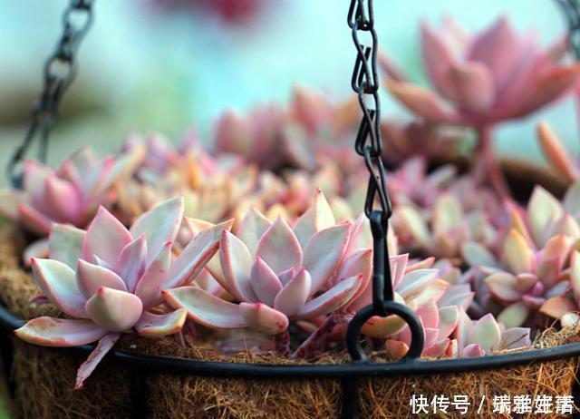 多肉|最萌不过粉色,这10款粉色系多肉,各有各的美,哪种能“粉”到你