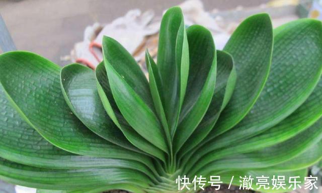 夏天给君子兰浇水有讲究，掌握几个技巧，不烂根，叶片绿