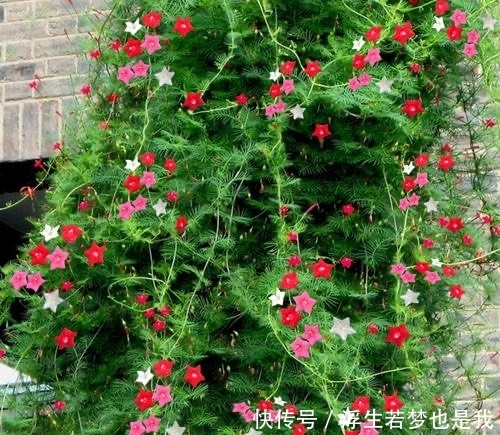 牵牛花|有院子可养“4种”皮实耐热的花,自播能力强,开成一片浪漫花海