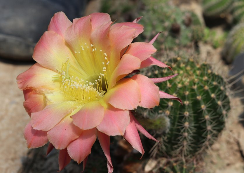 家中常见的6种花要“穷养”,花盆小一点,少水少肥更旺盛