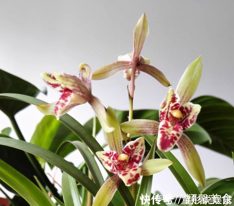 兰花界的“赌草”，既能娱乐又能敛财，你真的了解吗