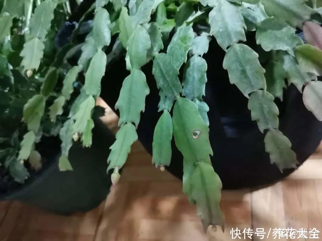 蟹爪兰|立秋后，7种花要“苏醒”，可以放手养了