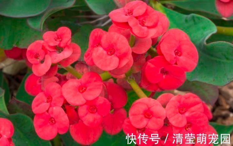 养花|便宜又好养的花，10元2盆养家里，花色鲜艳，适合种在庭院观赏