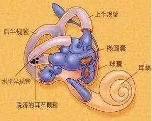 器官|头晕、昏沉、视线模糊…如果你有以上情况，快看看是不是这个器官受损！