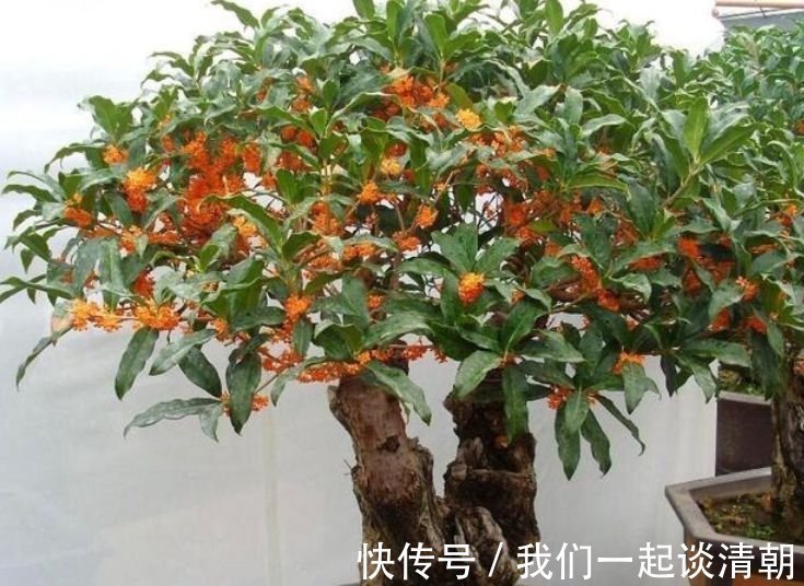 4种花是爆盆能手，开起花来拦不住，不用管也能长得旺，开花不断