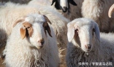 从科学的角度看，中国哪儿的羊肉最好吃？