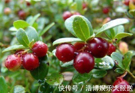 心血管|十个女性九个妇科炎症,每晚来一杯,预防子宫肌瘤,子宫越来越好