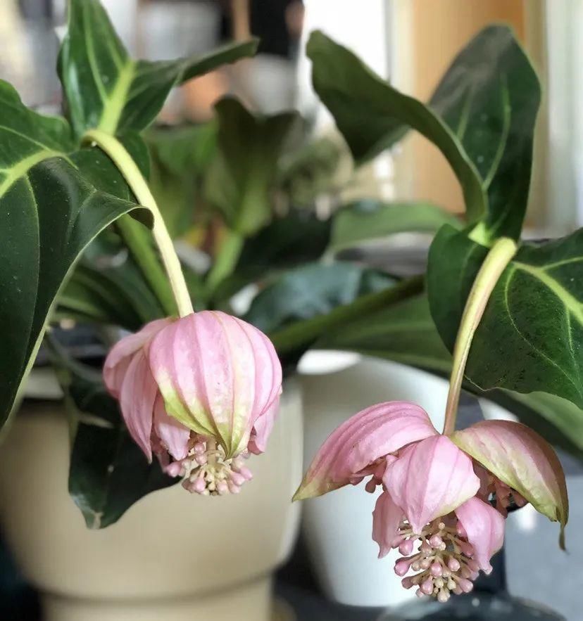 5度以下,常见的21种花必须断水,不然都烂根了