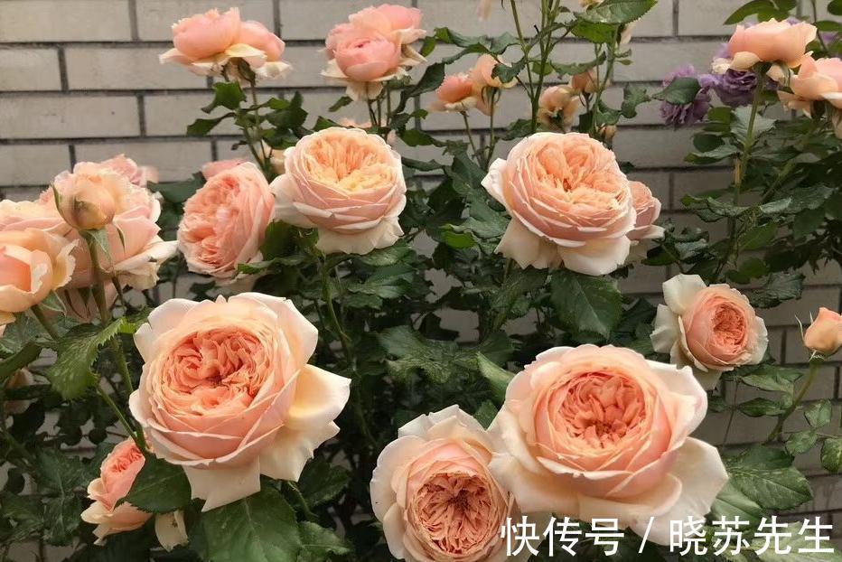 日晒|入秋月季不开花,从这三方面入手,开花一茬接一茬,花量大还抗病