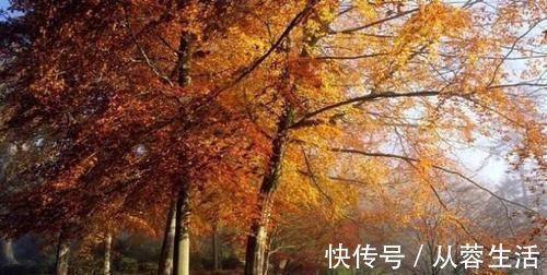 伤秋#元代最著名的秋雨词,极具意境,美到心醉,为不可多得的绝世著作