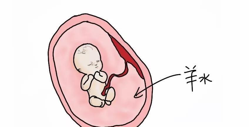 双顶径|B超单看男女?3分钟教你看懂B超检查单,简直不要太详细!