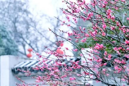 无锡|全国四大赏梅胜地之一，无锡梅园梅花正盛开