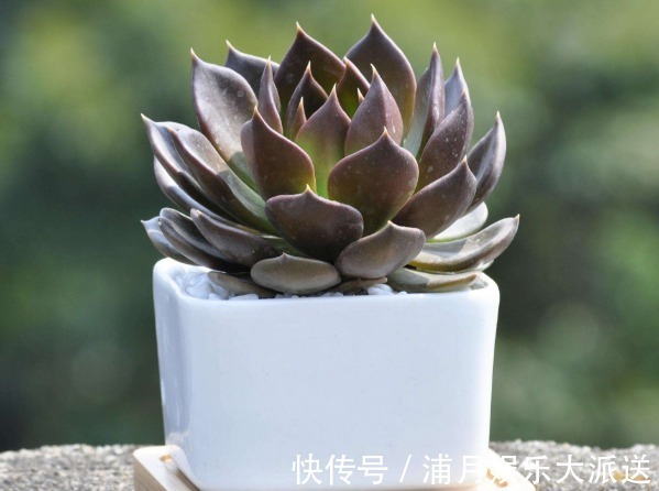 长势|多肉总是掉叶子怎么办教你3个小妙招，多肉长势更好又美观