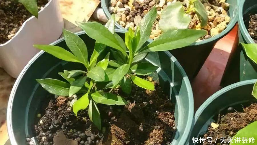 水培栀子花生根后土栽,成活率高服盆快