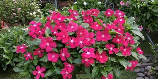 家里养花要谨慎,这2种花不能随便养,养了赶紧搬出去!