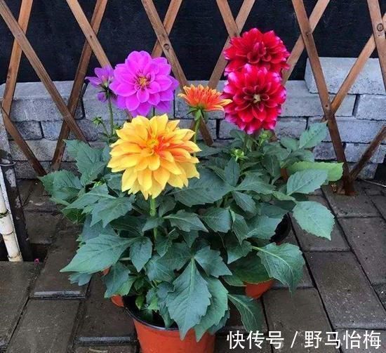 大丽花|立秋后,这2种档次花,摆在家里观赏性强,一直开花到初冬