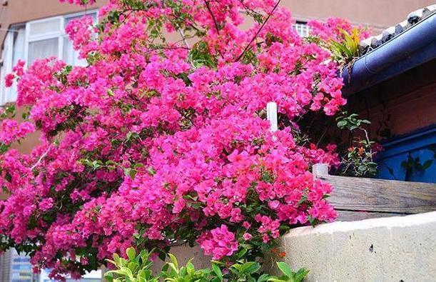 南方栽花赏花当首选三角梅，盆栽催花，用上3技巧轻松搞定