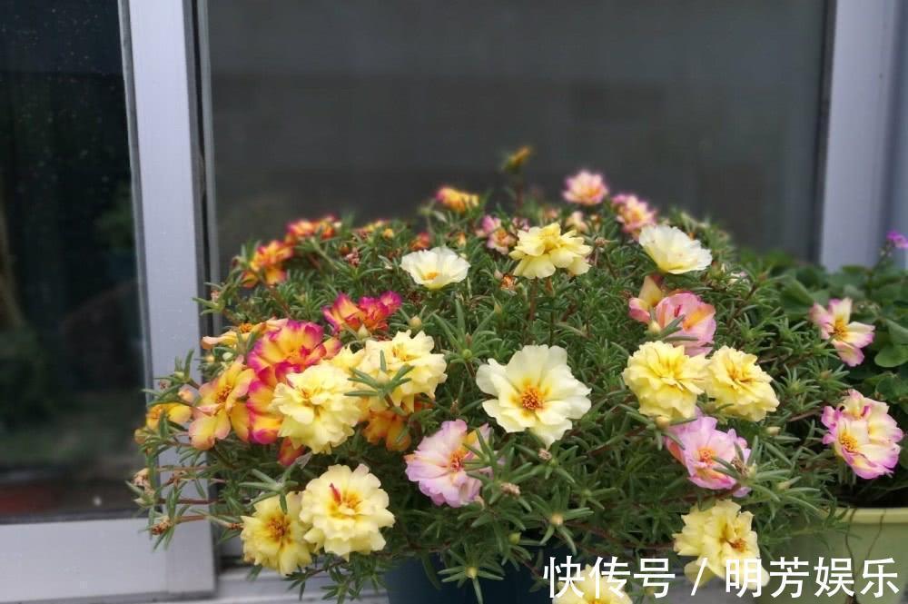 扦插|养花新手，就扦插这4种花，长根快成活快，越养越多颜值超高