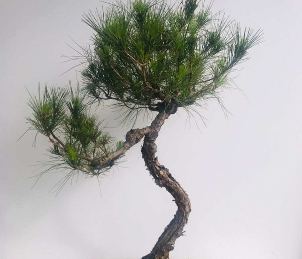 养盆景,常用“5种树”,造型美观,漂亮大方