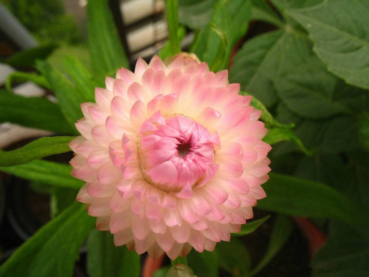 平时养盆蝴蝶草，有枝必有花，花多易爆盆，养在阳台变温馨花园