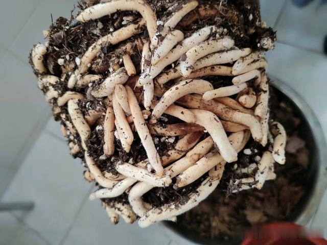 浇灌|君子兰肥足长得壮,4种“肥水”轮着浇,10枝花箭一起蹿出来