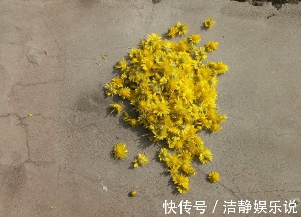 菊花茶|农村开遍野的黄花,每天喝三杯,清肝明目,很多人不知的秘密