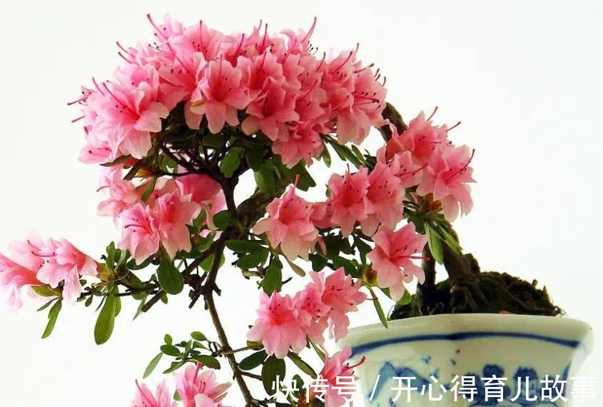 杜鹃花养不活,避开4个错误观点,枝繁叶茂,花开旺盛