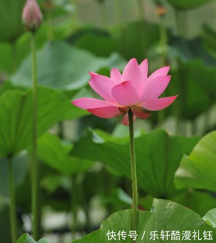 生肖鸡|12月份运势大涨，4属相事业节节攀升，财源滚滚来，生活更精彩