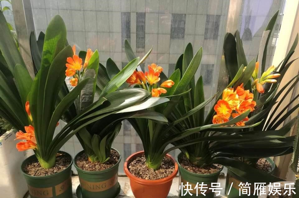 花卉|悄悄告诉你，养花高手都会的10个“小妙招”，学会以后，事半功倍