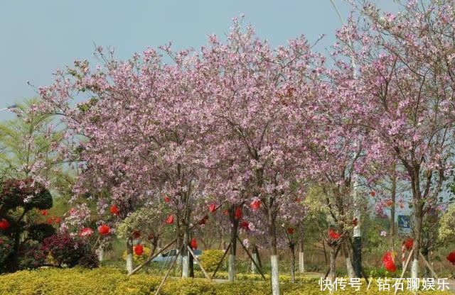 三月|花样荷城,美不胜收!