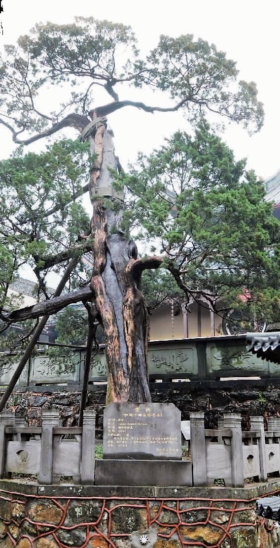 天童寺1260岁唐柏生了一场病几近枯死 经救治后复荣