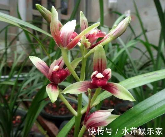 水仙瓣|8种兰花,最适合新手养,好活好开花关键还便宜!