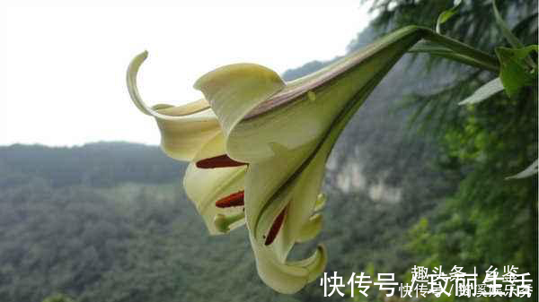 百合花|半山腰生长的野果，开着大喇叭花却用处多，遇到了多留意一下