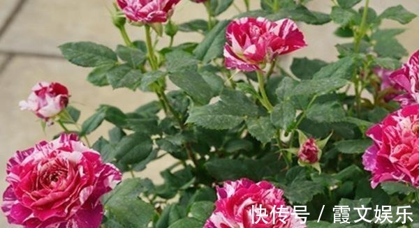 芬芳王|养花试试这几款,株形紧凑雅观,叶色油亮,养在客厅美极了