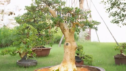 养好黄杨下山桩，重点是做好假植促根阶段的工作，才能提高成活率