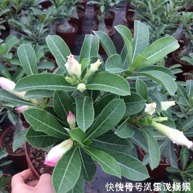 3种“懒人花”,最怕”水大“,”旱“字记心头,盆盆枝繁叶茂!