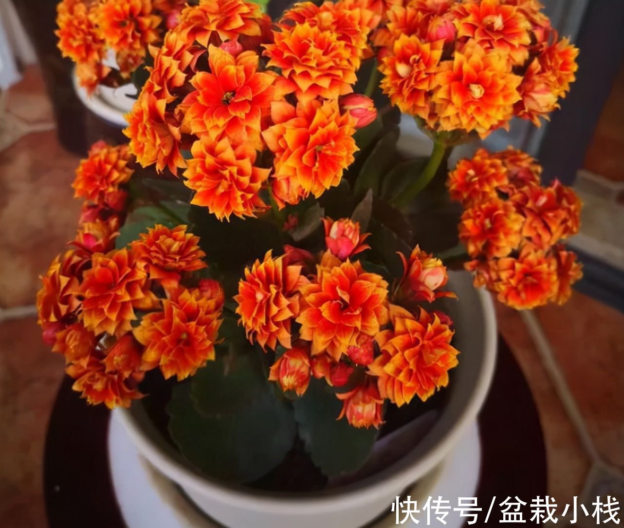 10月份养花，4个品种建议安排上，好看且耐养