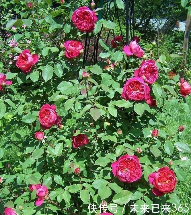 喜欢菊花，不如养“珍品玫瑰”布里顿玫瑰，红艳欲滴，窈窕妩媚！