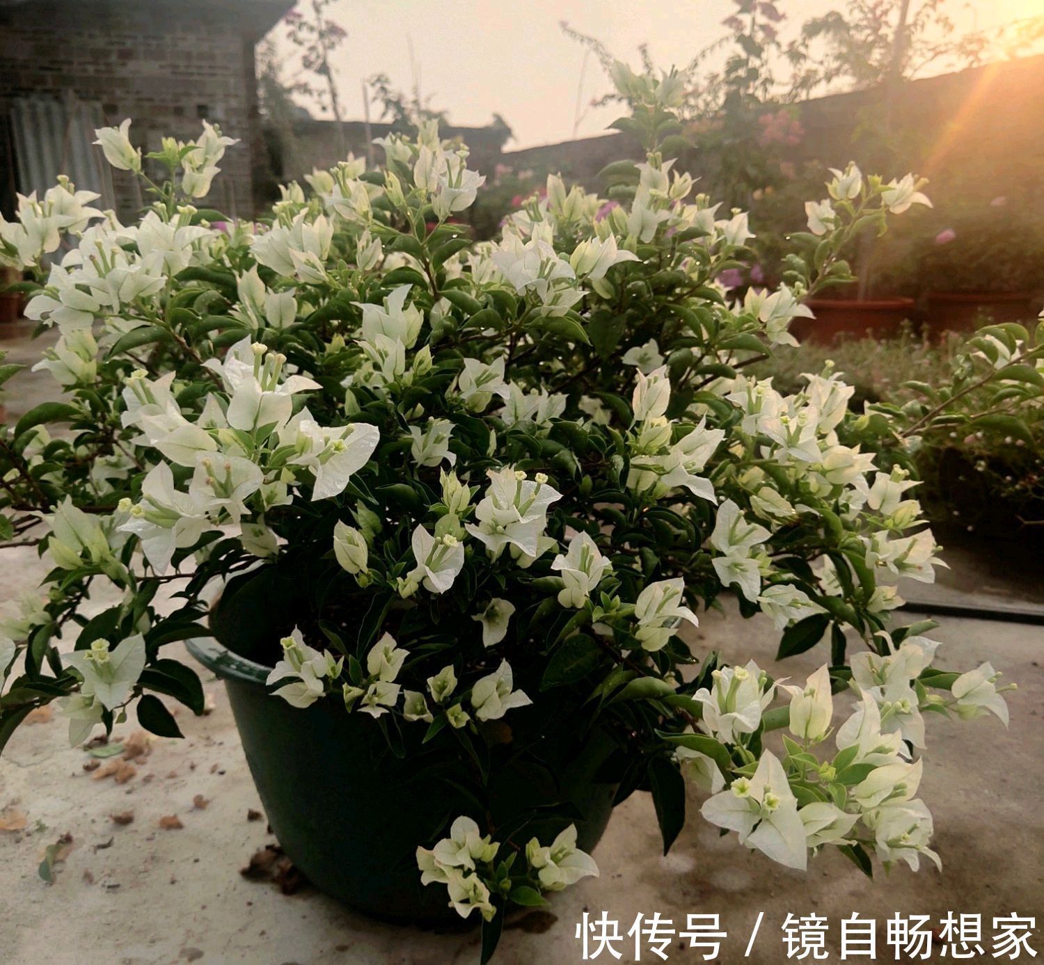 三角梅旺长绿油油就是不开花打开一个小开关,国庆陆续开花爆盆