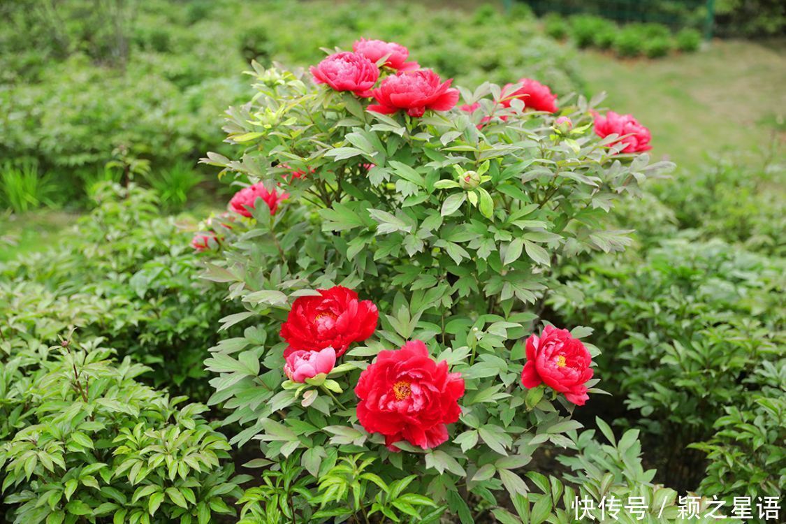 牡丹花、风车公路、烽火台、海港，美丽的风景线