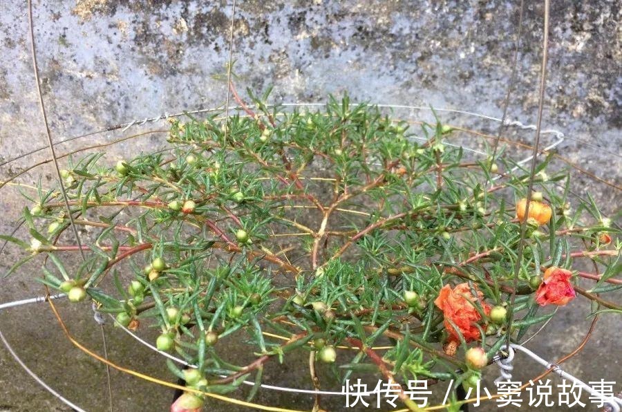 金枝玉叶不能长太高,越矮越值钱,一长高就砍!