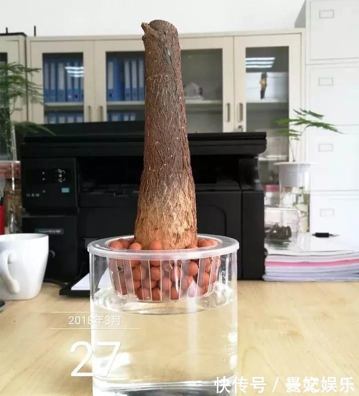 3种招财树,想养别花钱,掐个枝就生根,能得一大盆!