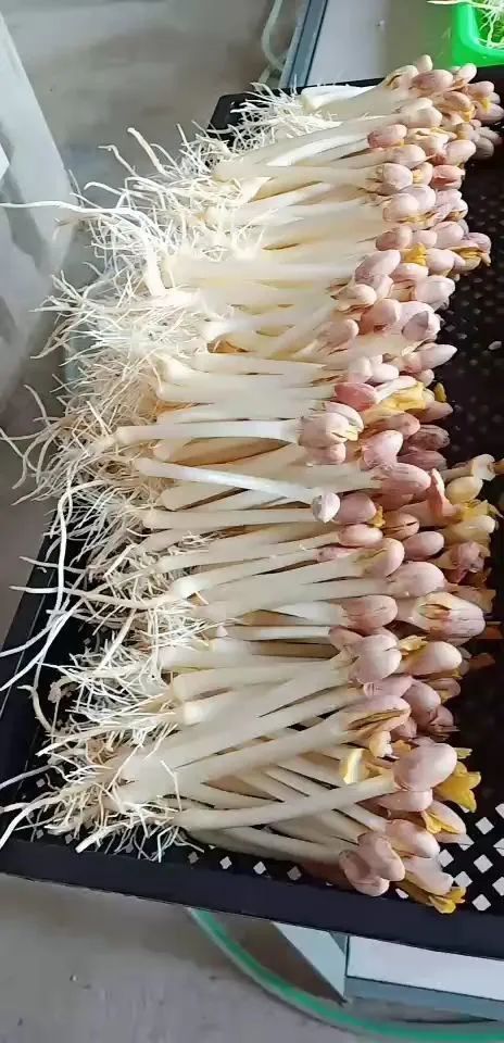 养花技巧1粒花生丢水里,比绿萝好看100倍,沤肥又能做菜