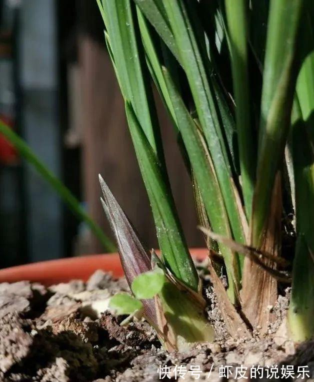 农夫阳台养兰花,浇水犯了各种错,依然叶茂花蕾多,秘密只有两点
