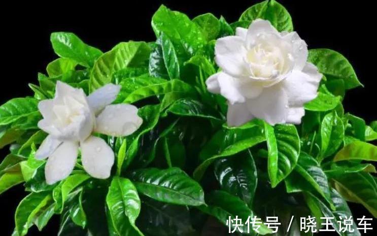 蟹爪兰|这些漂亮花不好养,你养了几种