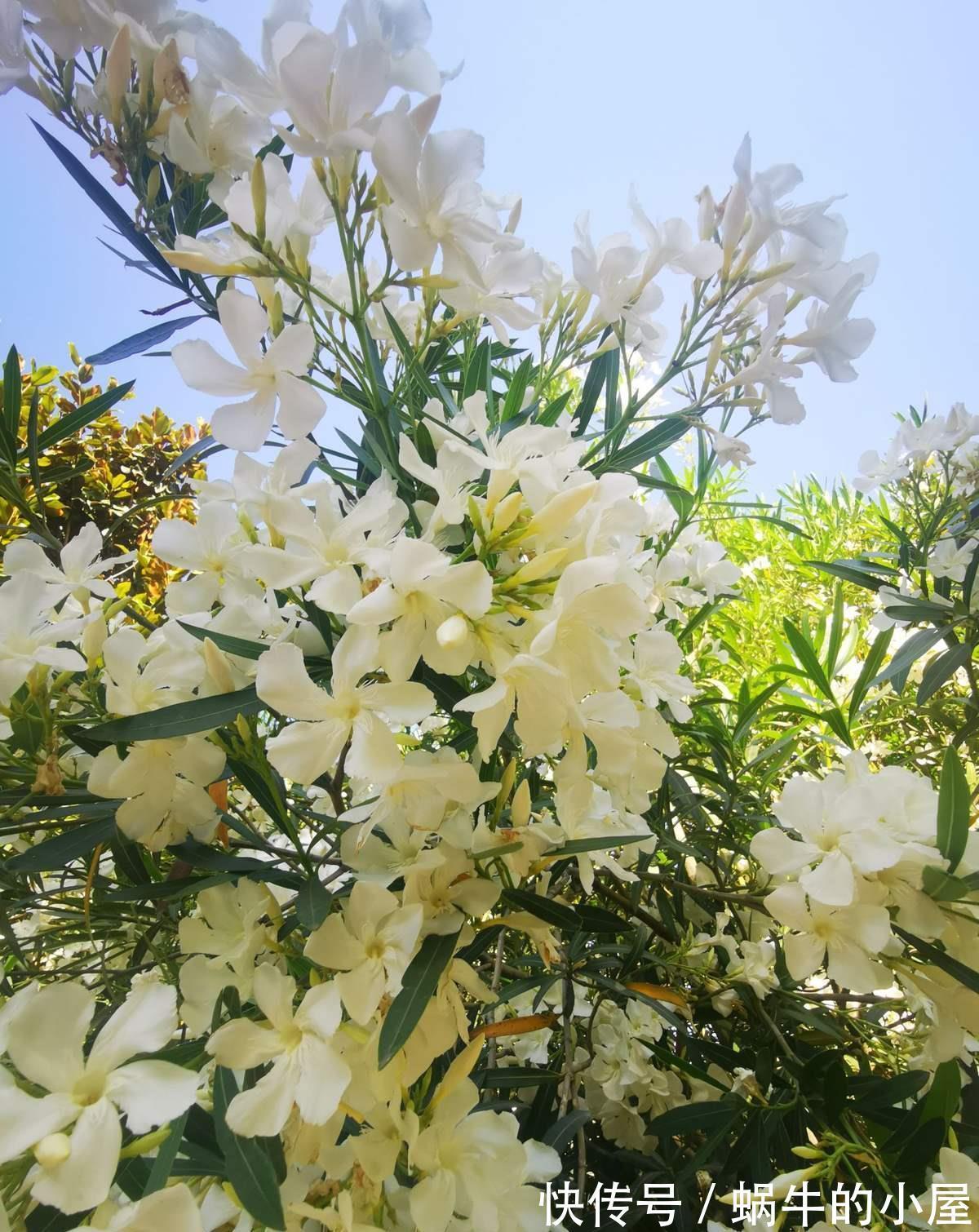 当心|当心!4类植物请远离卧室,你还不知道吗?