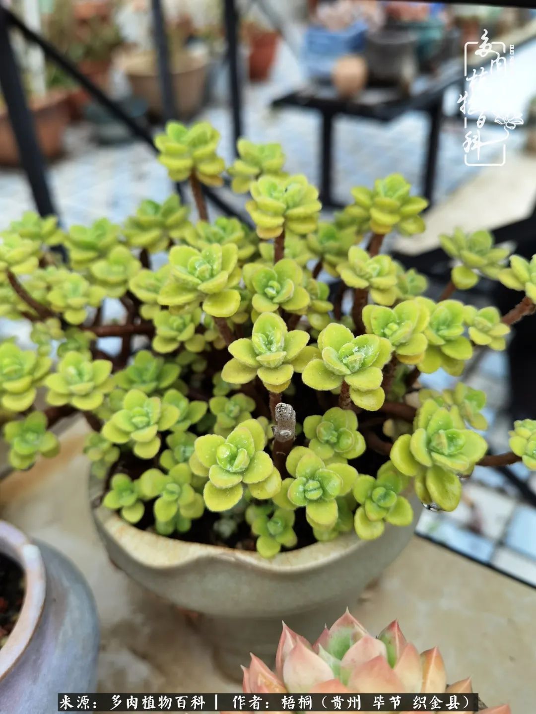 多肉植物|闺蜜一起跳肉坑好闺蜜，就是要互相挖坑一起跳！