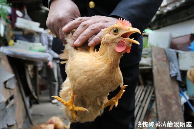 鸡肉焯水是大忌，不管鲜鸡还是冻肉，大厨教你这样做，鲜嫩有营养